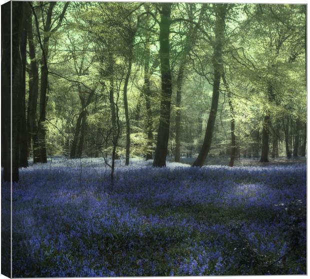 Evening Bluebell Woods Canvas Print by Ceri Jones