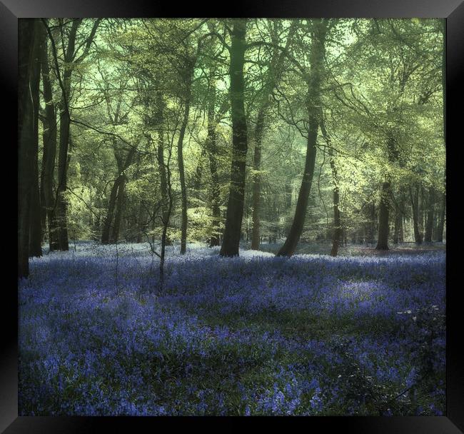 Evening Bluebell Woods Framed Print by Ceri Jones