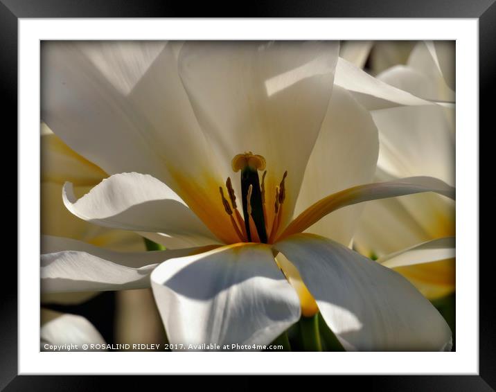 "Macro White Tulip" Framed Mounted Print by ROS RIDLEY