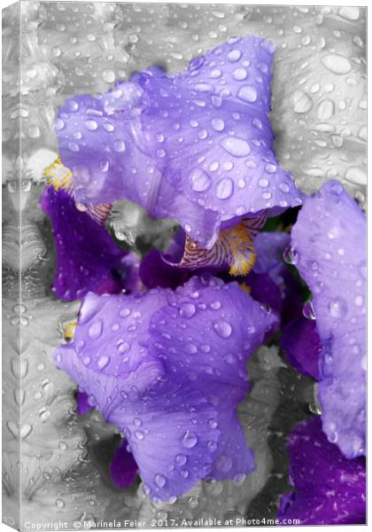 raindrops on iris Canvas Print by Marinela Feier