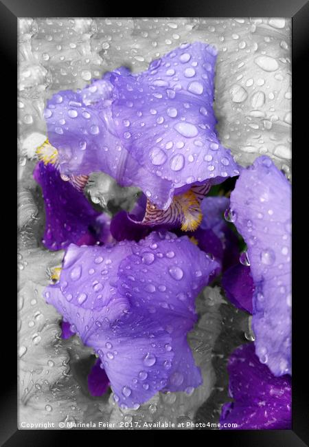 raindrops on iris Framed Print by Marinela Feier