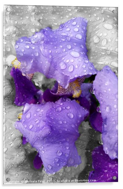 raindrops on iris Acrylic by Marinela Feier