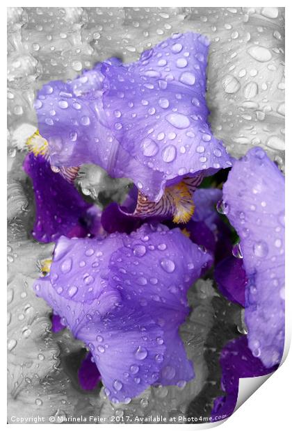 raindrops on iris Print by Marinela Feier