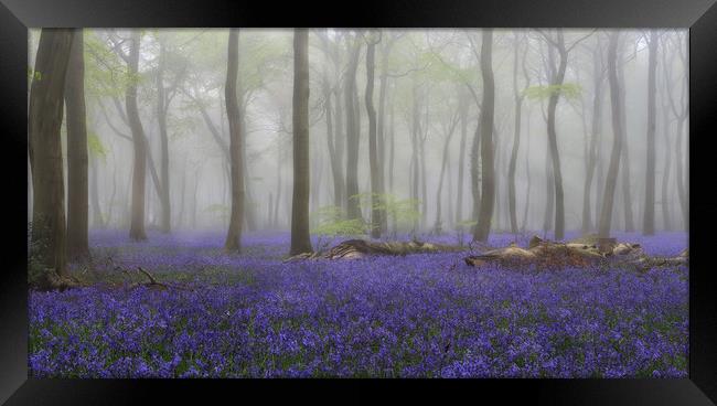 Misty Bluebell Woodlands Framed Print by Ceri Jones