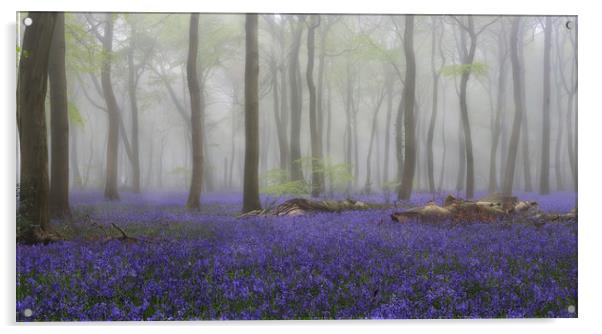 Misty Bluebell Woodlands Acrylic by Ceri Jones
