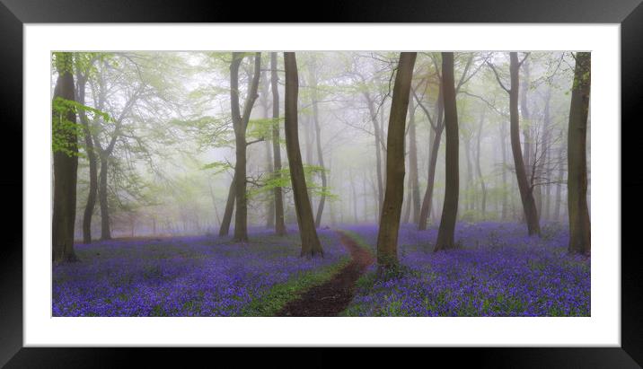 Misty Spring Bluebells Framed Mounted Print by Ceri Jones