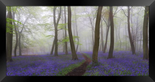 Misty Spring Bluebells Framed Print by Ceri Jones