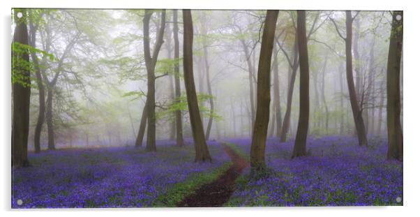 Misty Spring Bluebells Acrylic by Ceri Jones
