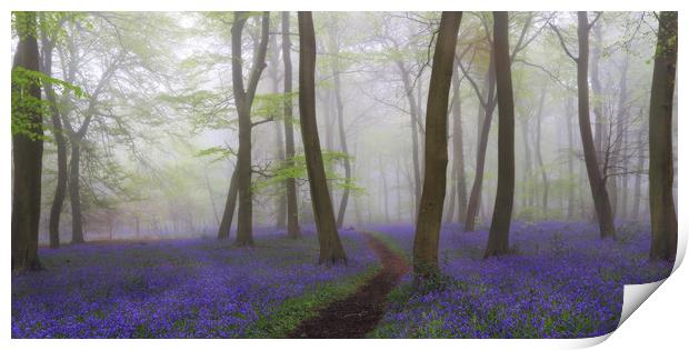Misty Spring Bluebells Print by Ceri Jones