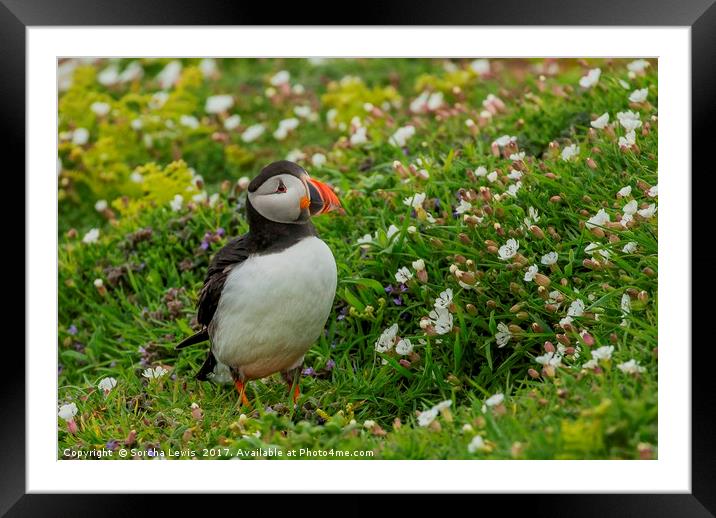 Puffin and confetti Framed Mounted Print by Sorcha Lewis
