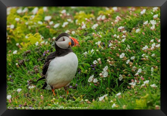 Puffin and confetti Framed Print by Sorcha Lewis