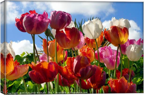 "Tulips in the Sky" Canvas Print by ROS RIDLEY