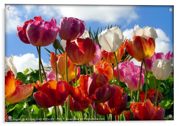 "Tulips in the Sky" Acrylic by ROS RIDLEY