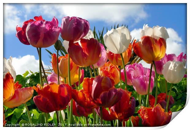 "Tulips in the Sky" Print by ROS RIDLEY