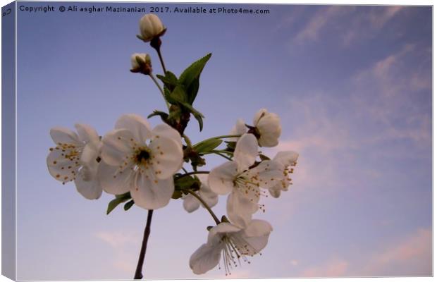 Cherry blossoms and buds, (revised) Canvas Print by Ali asghar Mazinanian