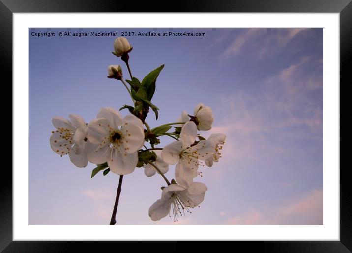 Cherry blossoms and buds, (revised) Framed Mounted Print by Ali asghar Mazinanian