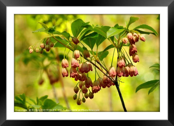 "Sunshine through the Pieris Japonica" Framed Mounted Print by ROS RIDLEY