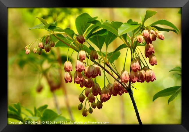 "Sunshine through the Pieris Japonica" Framed Print by ROS RIDLEY