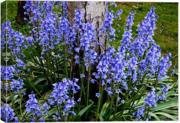     Bluebells                            Canvas Print by Jane Metters