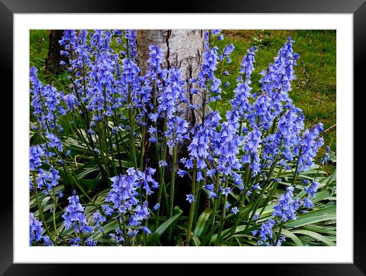     Bluebells                            Framed Mounted Print by Jane Metters