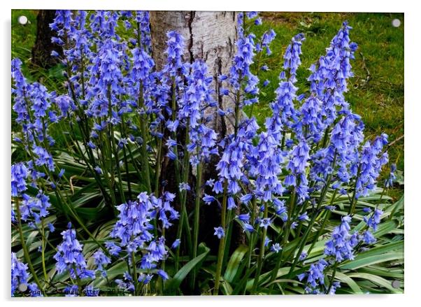     Bluebells                            Acrylic by Jane Metters