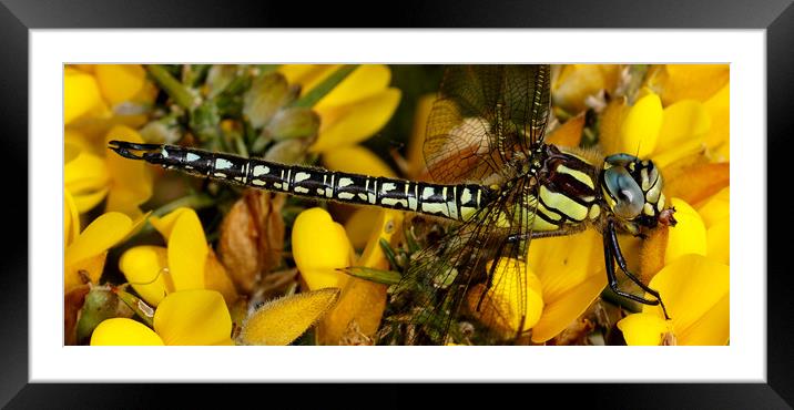 Hairy Dragonfly  Framed Mounted Print by JC studios LRPS ARPS