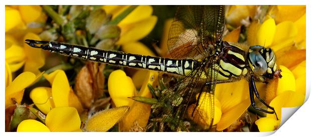 Hairy Dragonfly  Print by JC studios LRPS ARPS