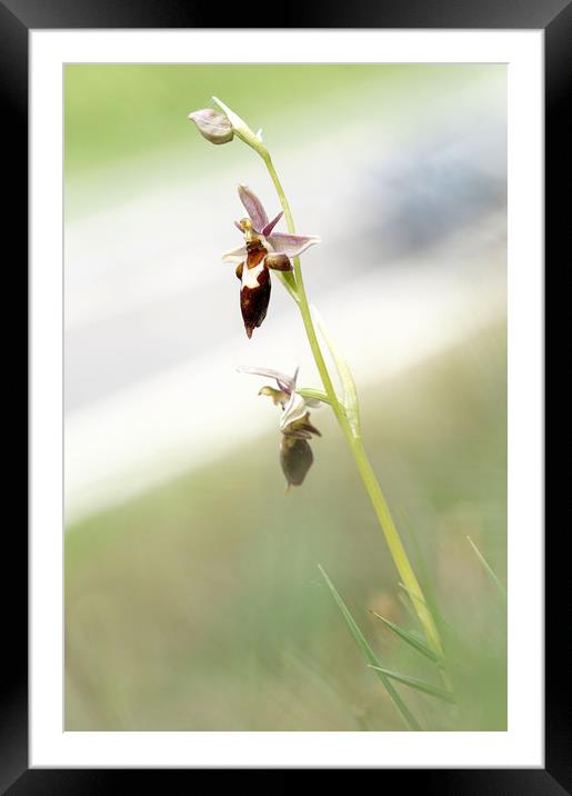 Very rare (UK) Bee X Fly orchid Framed Mounted Print by JC studios LRPS ARPS