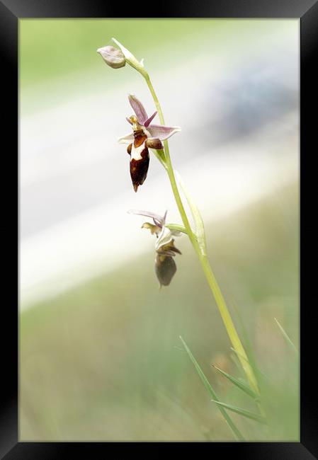 Very rare (UK) Bee X Fly orchid Framed Print by JC studios LRPS ARPS