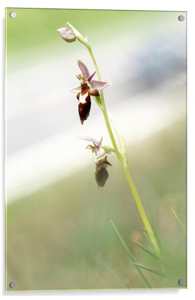 Very rare (UK) Bee X Fly orchid Acrylic by JC studios LRPS ARPS
