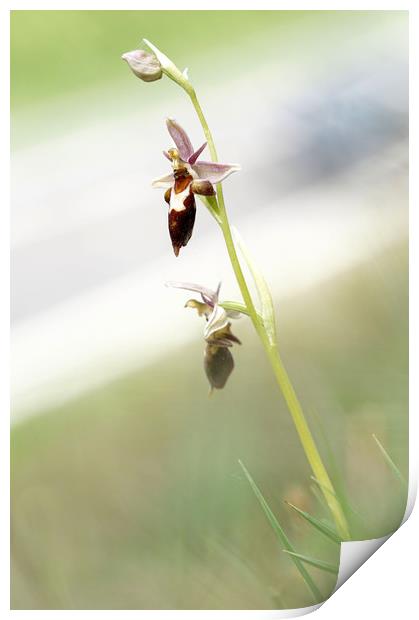 Very rare (UK) Bee X Fly orchid Print by JC studios LRPS ARPS