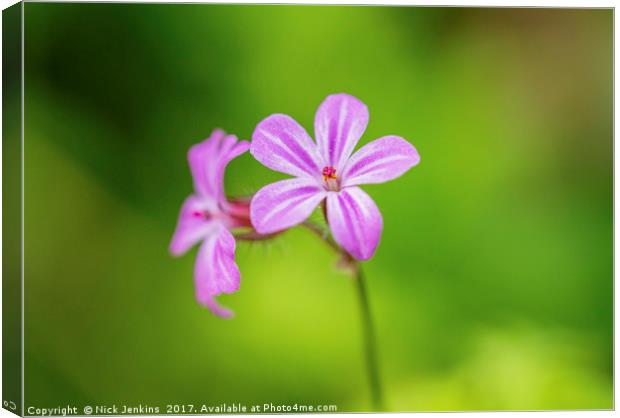 Herb Robert, a delicate pink wildflower Canvas Print by Nick Jenkins