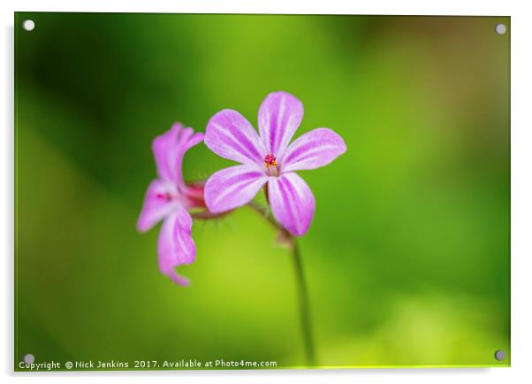 Herb Robert, a delicate pink wildflower Acrylic by Nick Jenkins