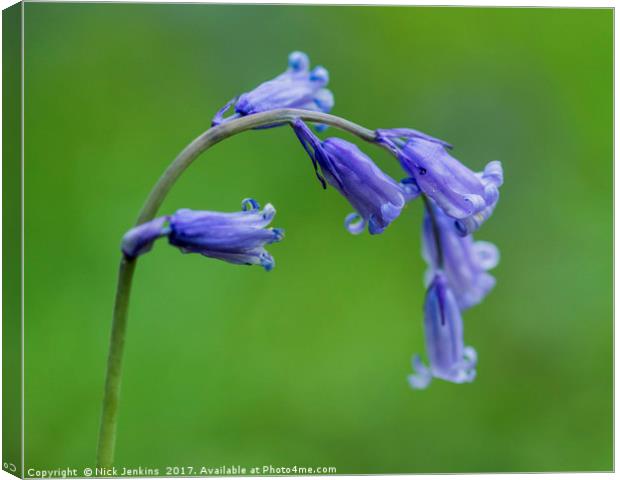 Bluebell Flower Close Up Canvas Print by Nick Jenkins