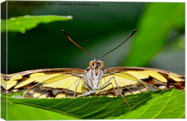 The Malechite butterfly staring me down! Canvas Print by Frank Irwin