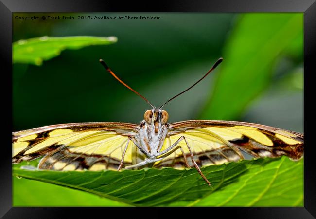 The Malechite butterfly staring me down! Framed Print by Frank Irwin