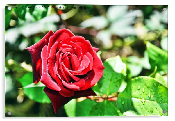 A beautiful hybrid Tea Rose Acrylic by Frank Irwin