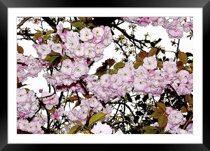 Cherry Blossom artistically portrayed Framed Mounted Print by Frank Irwin
