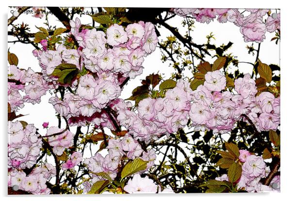 Cherry Blossom artistically portrayed Acrylic by Frank Irwin