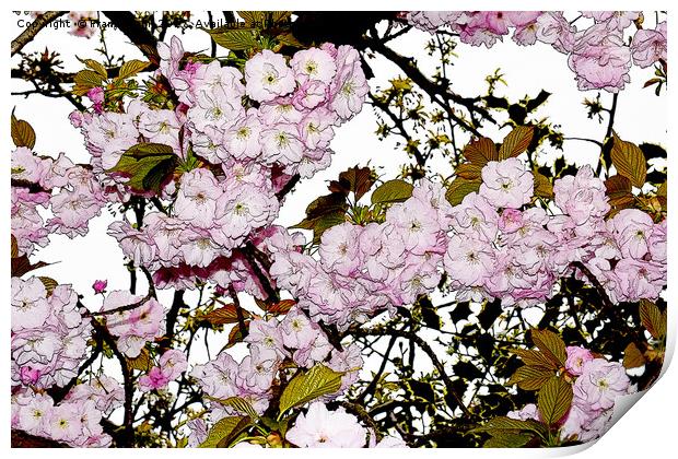 Cherry Blossom artistically portrayed Print by Frank Irwin