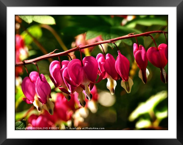 "Cerise pink in the sunshine" Dicentra Spectabilis Framed Mounted Print by ROS RIDLEY