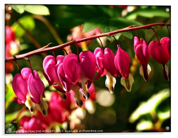 "Cerise pink in the sunshine" Dicentra Spectabilis Acrylic by ROS RIDLEY