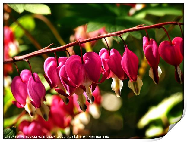 "Cerise pink in the sunshine" Dicentra Spectabilis Print by ROS RIDLEY