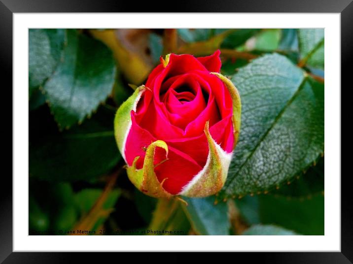     About to Bloom                            Framed Mounted Print by Jane Metters