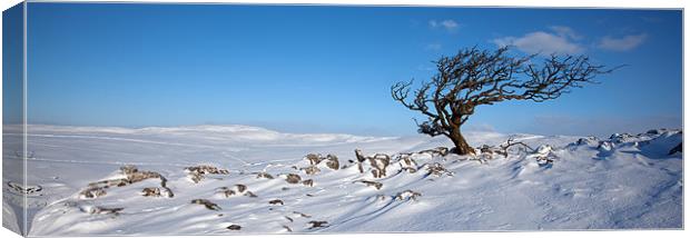 A Yorkshire Winter Wilderness Canvas Print by Steve Glover