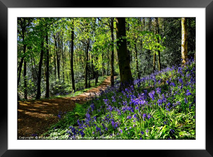 "Taking a walk in the bluebell woods" Framed Mounted Print by ROS RIDLEY