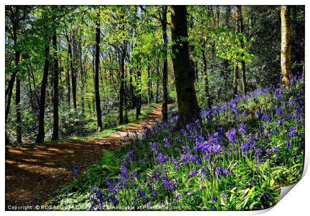 "Taking a walk in the bluebell woods" Print by ROS RIDLEY