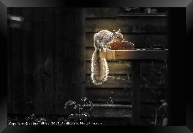 Nutkin Framed Print by colin chalkley