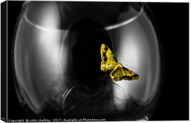 Moth on a wineglass Canvas Print by colin chalkley