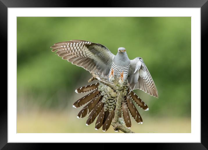 Touchdown  Framed Mounted Print by Philip Male